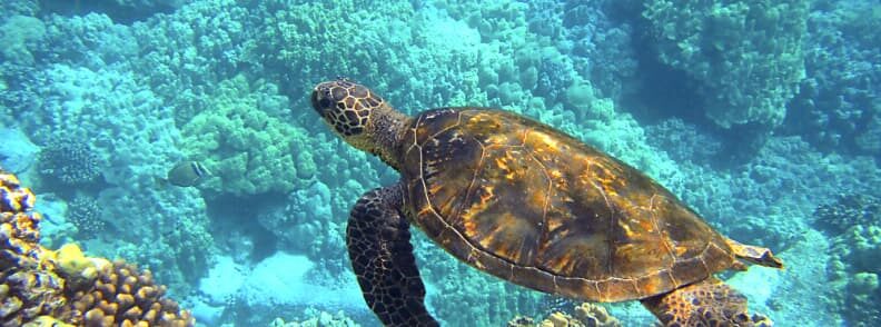 hawaii romantic weekend getaways for two 夏威夷两人浪漫周末度假