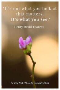 insightful quote about traveling henry david thoreau 你看什么并不重要。这是你所看到的。亨利·大卫·梭罗www.theopentour.com文字上方盛开的紫色花朵