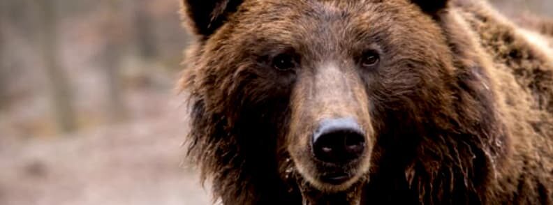 libearty zarnesti brown bear sanctuary romania 罗马尼亚自由扎内斯蒂棕熊保护区