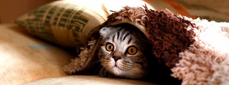 petsitting housesitting europe 欧洲的宠物保姆