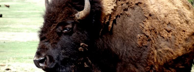 rezervatia de zimbri european bison reserve romania 欧洲野牛保护区罗马尼亚