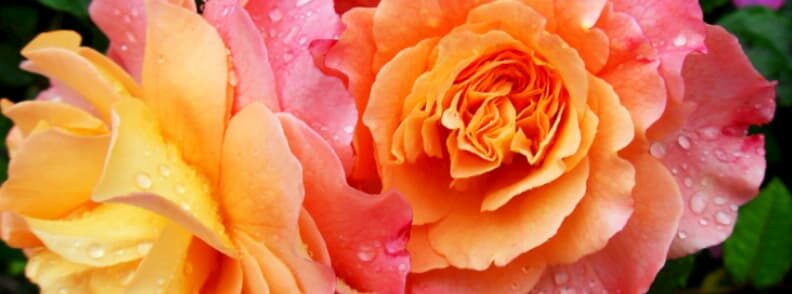 roseto comunale rose garden rome holiday itinerary 罗赛托社区玫瑰花园罗马度假行程