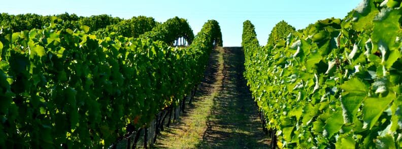 vineyard greece day trips from athens 从雅典出发的希腊葡萄园一日游