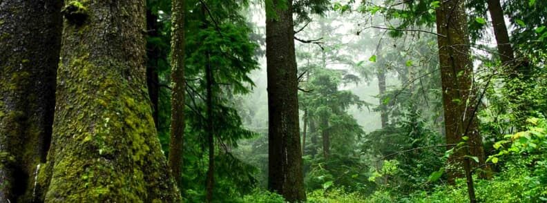 virgin forests romania 原始森林罗马尼亚