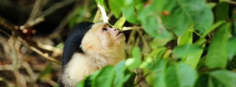 Costa Rica Manuel Antonio National Park white faced monkey 哥斯达黎加曼努埃尔·安东尼奥国家公园白面猴