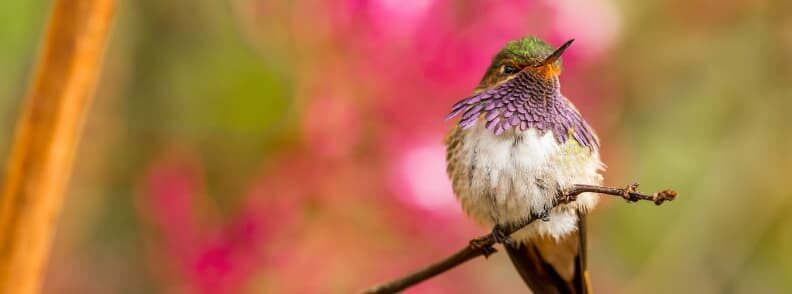 costa rica bird watching 哥斯达黎加观鸟