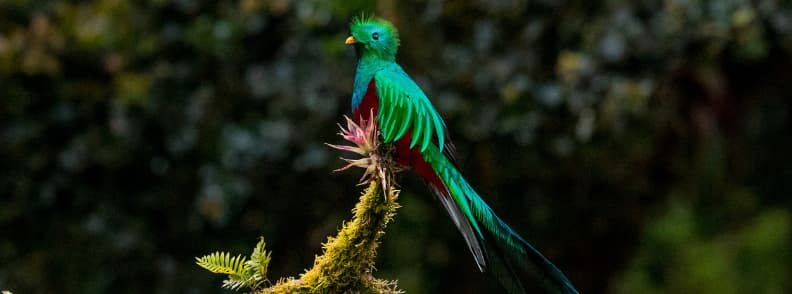 costa rica cloud forest bird 哥斯达黎加云林鸟