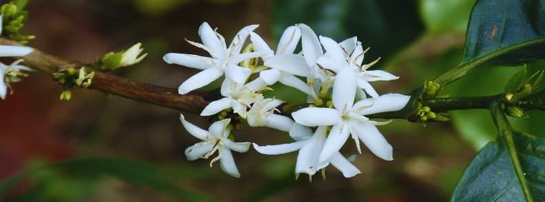 costa rica coffee blossom 哥斯达黎加咖啡花