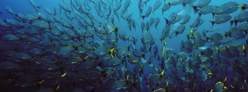 costa rica snorkeling cano island 哥斯达黎加浮潜卡诺岛