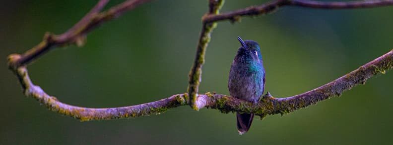 lago atitlan bird watching tour 拉戈阿提特兰观鸟之旅